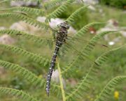 Libellula