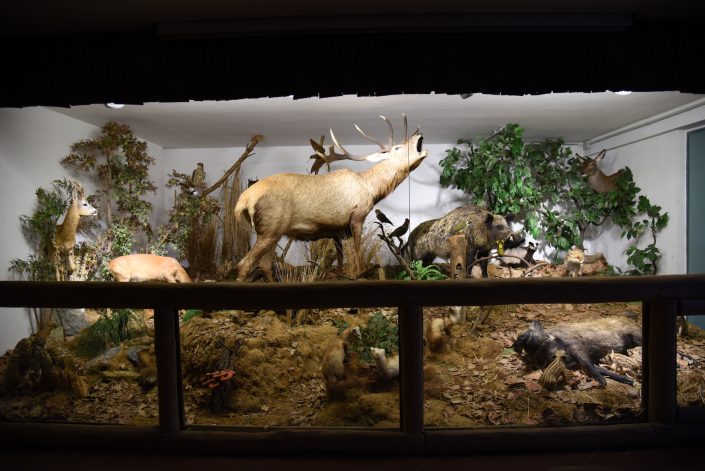 Diorama animali del Parco Diorama animali del Parco