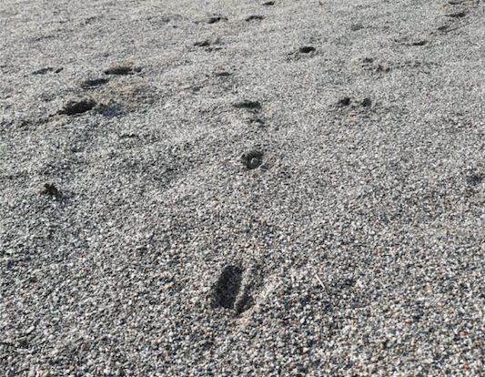 Cervo e volpe visitano il barefooting di Cascina Brero