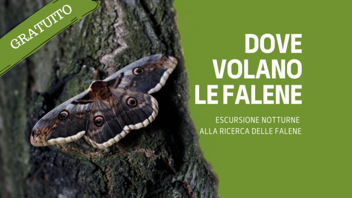 DOVE VOLANO LE FALENE