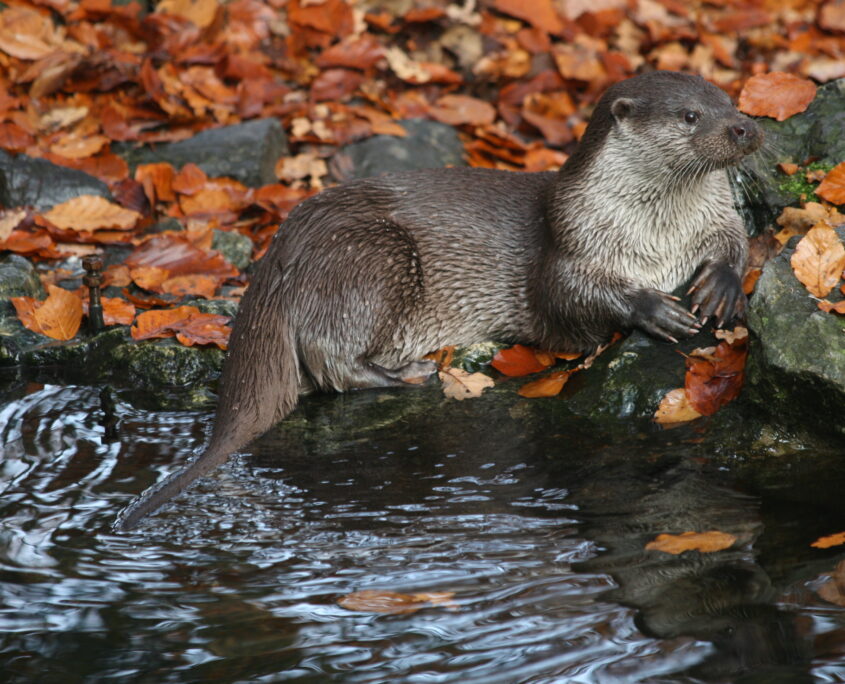 Lontra