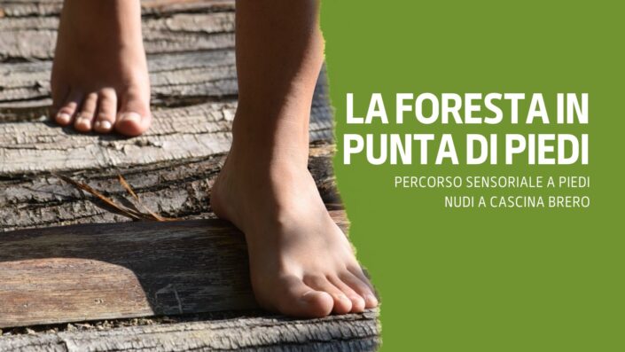 la foresta in punta di piedi