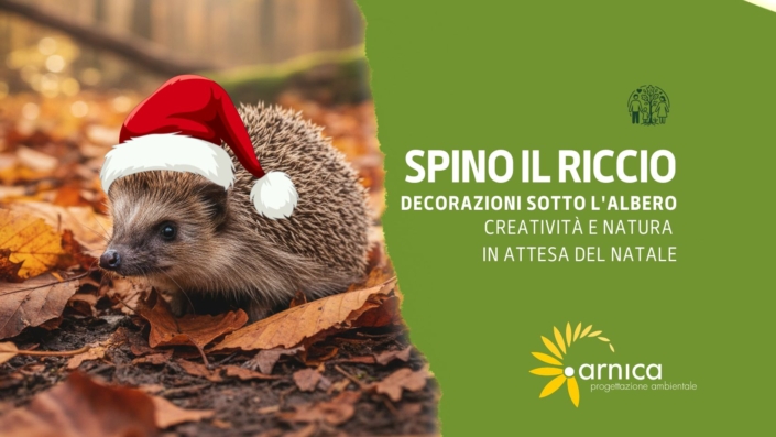SPINO IL RICCIO
