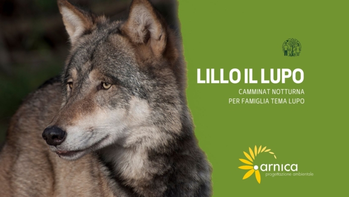 lillo il lupo